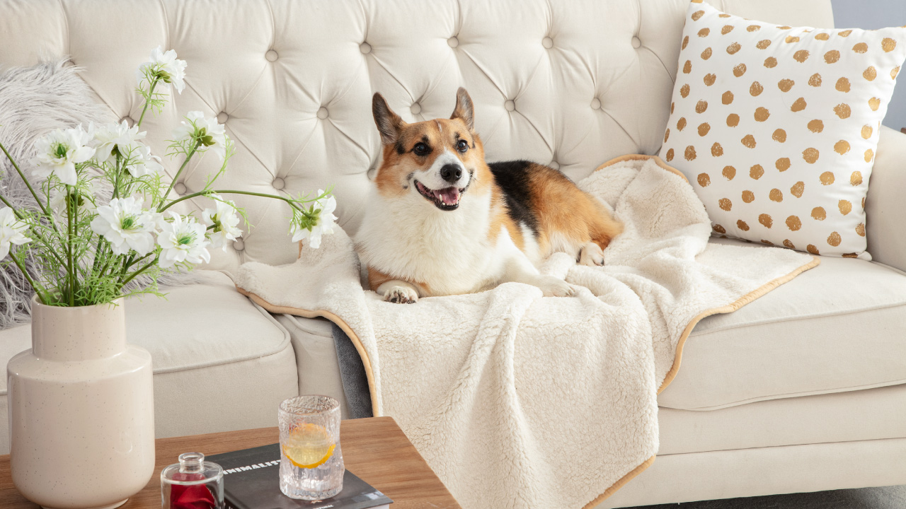 Waterproof dog blanket