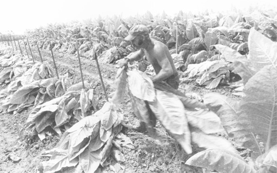 picking tobacco Triad City Beat